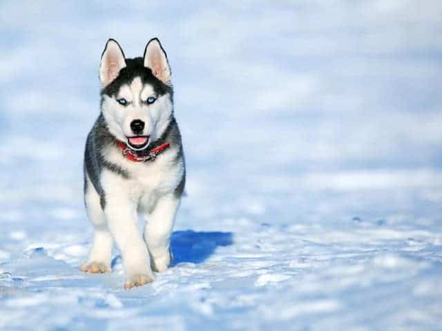 Tested Dog Training Tips
